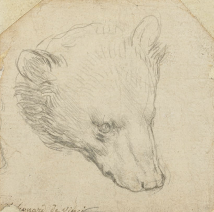 Leonardo da Vinci: Egy medve feje, 1480 körül, ezüstvessző rajz, 7 × 7 cm, © Christie's Images Ltd 2022